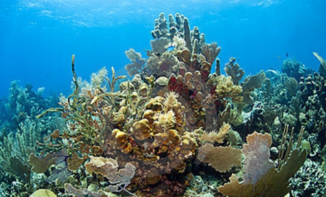  Snorkeling in a reef 